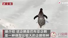 为什么企鹅离开雪地会死